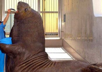 18 bámulatos méretű állat, amiről nem hiszed el, hogy valóban létezik