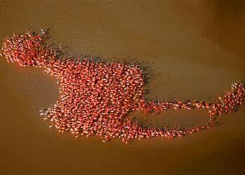 30 izgalmas, tökéletes pillanatban készült kép