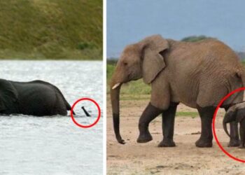 14 piszkosul aranyos kiselefánt, akiket meglátva azonnal jobb kedved lesz