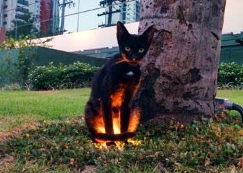 20 felvétel, amely bemutatja, hogy a macskák igencsak félelmetes, démoni teremtések