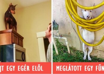 22 vicces kutya, akik aranyos gyáváknak bizonyultak