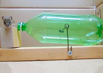 A leghatásosabb házilag elkészíthető egércsapda, melytől az egérnek sem esik bántódása