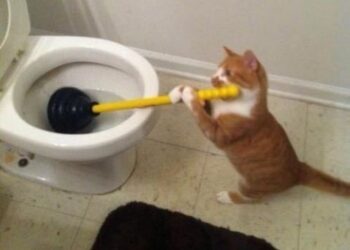 17 állat, aki szépen olyanná vált, mint a gazdija