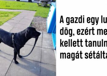 18 állat, aki tettével minden bizonnyal megérdemelte az “okos kutyus” jelzőt