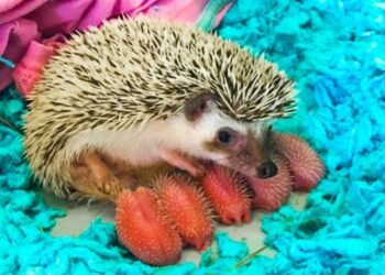 18 elbűvölő bébiállat, akiket még valószínűleg sosem láttál korábban