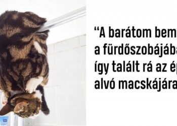 18 elbűvölő kisállat, aki úgy döntött nem áll be a sorba