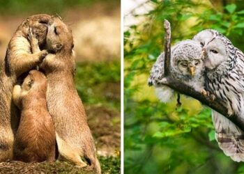 19 szerelmes állat, melyek még egy fagyos szívet is képesek megolvasztani (új képek)