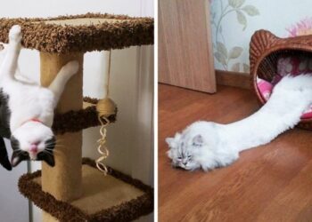 25 őrületesen rugalmas cicus, aki megtöri a fizika törvényeit