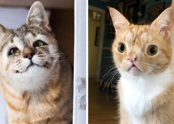 20 bájosan zizi kisállat, aki így is meghódította a szívünket