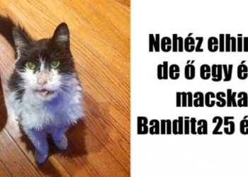 18 kedves kép, amelyet meglátva legszívesebben a világ összes macskáját megölelnéd