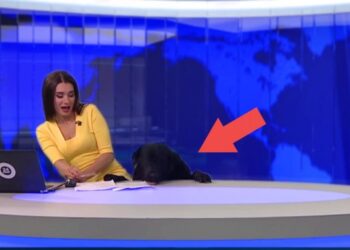 Átlagos híradónak indult, de váratlanul nem várt vendég érkezett a stúdióba