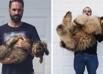 20 kiskutya, aki nem hajlandó elfogadni a tényt, hogy már nagy kutyus