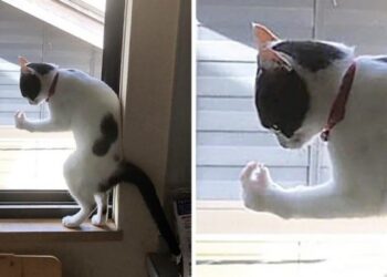 13 macska, akik még macskához képest is túlságosan furcsán viselkednek