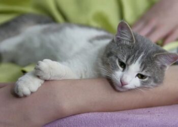 Együtt alszol a macskáddal? Amennyiben igen, ezekről a dolgokról feltétlenül tudnod kell!