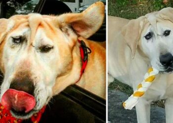 A “deformált” kutyust a családok újra és újra kirakták: végül egy hős mindent rendbe hoz