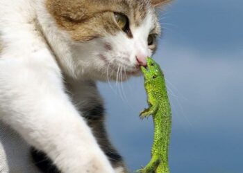 20 állat, aki a túlzott kíváncsiságának köszönhetően, most nyakig ül a pácban