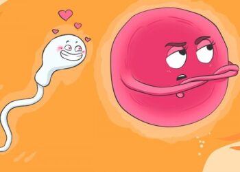 Kiderült, hogy a női petesejt választja ki a hímivarsejtet és nem fordítva!