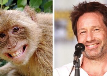 18 állat, aki totális mása valamelyik hírességnek