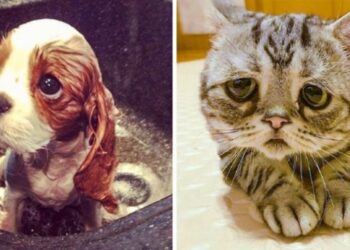 16 búbánatos állat, akik csak arra várnak, hogy megöleld őket