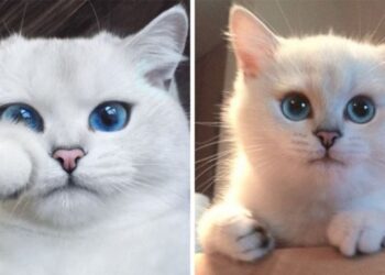 15 élőlény amelynek annyira gyönyörűek a szemei, hogy már-már hipnotizálnak