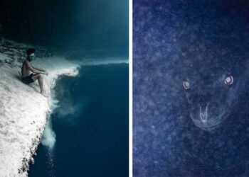 20 hátborzongató fénykép a tengerről és annak lakóiról, amely bárkiből előhozza a talasszofóbiát