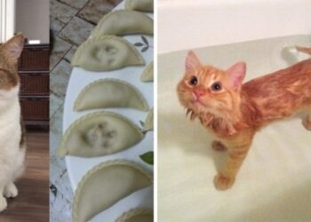 23 házikedvenc, aki ezúttal csúnyán lebukott