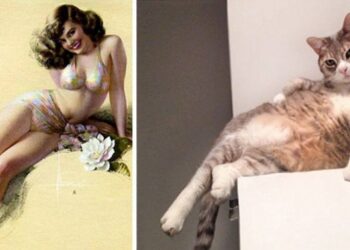 30 cicus, aki kihívóbban pózol, mint bármelyik címlaplány