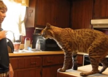 Ez a srác megmentett egy hiúzt egy tűzből, de soha nem várt ilyen köszönetet érte