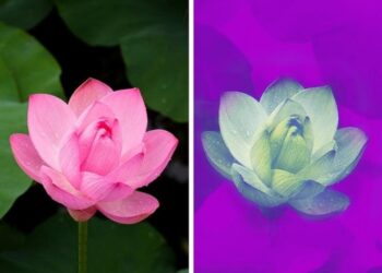 10 felvétel, amely bemutatja, hogyan látják a világot az állatok