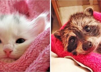 17 tündéri fénykép, ami bebizonyítja, hogy a cicák és a mosómacik szinte rokonok