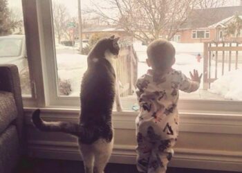 20 nyomós indok, amiért minden gyermeknek szüksége lenne egy cicára