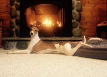 20 kutyus, aki akaratlanul is jobb hellyé varázsolta az internetet