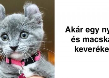 18 különös kisállat, amibe első pillantásra szerelmes leszel