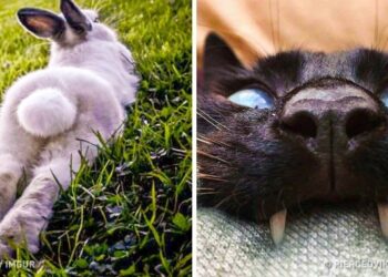 22 állatfotó, amelyet nem is lehetett volna jobban időzíteni