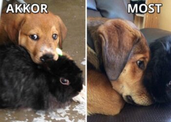 18 szívmelengető felvétel állatokról, akik együtt nőttek fel