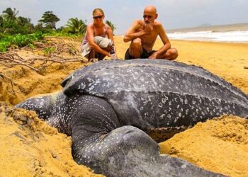 20 elképesztő állat, akiknek a mérete túlmutat a megértésen