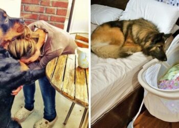 24 kutyus, akik annyira szeretik a gazdáikat, hogy a tekintetük többet ér minden szónál