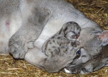 21 színhez szóló kép, mely bizonyítja, hogy az állatok színtiszta szeretetből készültek