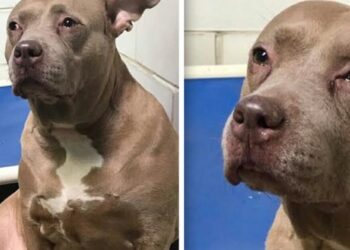 A kedvetlen pitbullt lefilmezték, hogy „sír” a menhelyen, miután tenyésztésre használták, majd egyedül kirakták