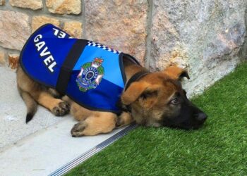 Egy képzett német juhász, akit elbocsájtott a rendőrség, mert rendkívül barátságos