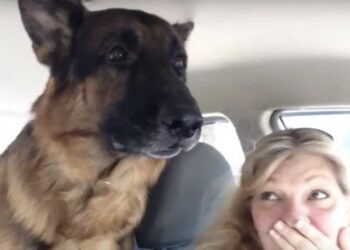 A német juhász autóútra megy: nézd meg a reakcióját, mikor rájön, hogy az állatorvoshoz viszik