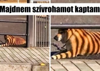 20 alkalom, amikor az élet akkor lepte meg az embereket, mikor a legkevésbé számítottak rá