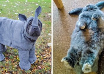 Rossz napod van? Íme 20 állatos kép, amely egy pillanat alatt feldobja a kedved!