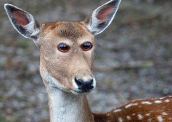 Ilyen kis mutánsok lennének az állatok, abban az esetben, ha a szemeik az emberhez hasonlóan helyezkednének el a fejükön