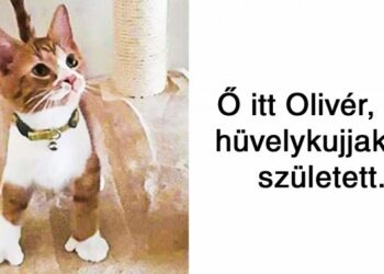 20 ritka kisállat, akihez hasonló csodát ritkán lát az ember