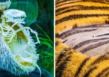 21 felvétel, amely bebizonyítja, hogy a természet tele van rejtélyekkel