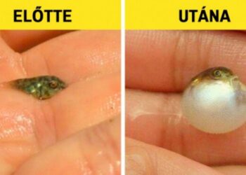 21 kép, aminek hála fel sem kell állnod a fotelből, hogy felfedezd a természetet