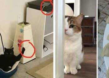 20 macskabűnöző, akit sikerült tetten érni bűntény alatt