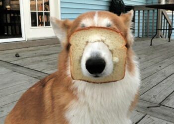 16 állat, aki szorult helyzetbe került, de úgy tesz mintha ez volna a világ legtermészetesebb dolga