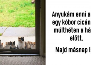 16 jópofa cicás fénykép olyan emberektől, akiknek nincs is macskájuk